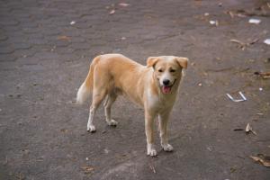 150mila euro contro l'abbandono