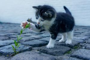 Gatti e linguaggio, una scoperta sorprendente