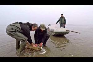 Liberate le anguille delle Valli di Comacchio