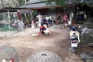 free bikers porto viro Thailandia combattimento galli