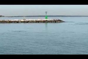 Spettacolo unico! Avvistamento di delfini ad Albarella