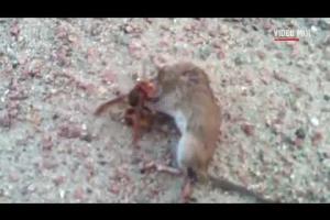 E' Allarme: il calabrone gigante arriva in Europa, il video virale del killer del topo