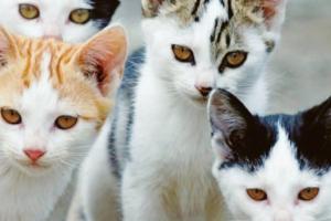 La colonia dei mici rischia di restare senza cibo