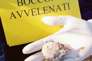 Orrore a Salvaterra: bocconi avvelenati per uccidere i cani