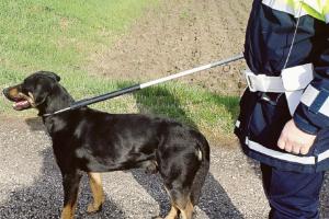 I vigili trovano il cane perduto
