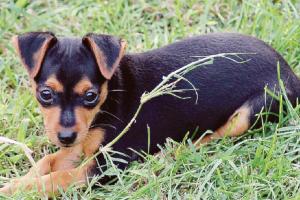 La cagnolina Lola uccisa dal veleno