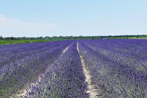 Per ammirare i campi di lavanda sono arrivati in 1500