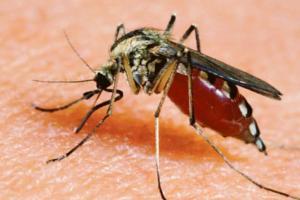 In arrivo il vaccino contro la Chikungunya