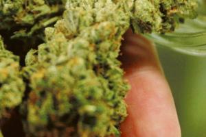 Marijuana per posta, operaio arrestato