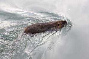 Nuove trappole e fucili contro le nutrie
