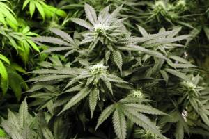Aveva 20 piante di marijuana dietro nel giardino dietro casa
