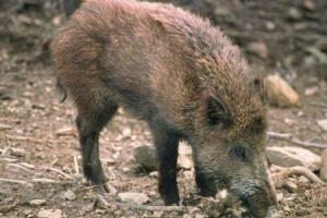 Catturati 47 cinghiali in una notte