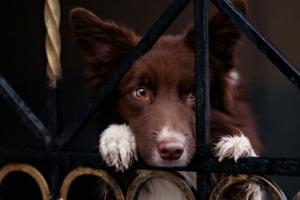 "Potete andare in canile ad adottare i cani"