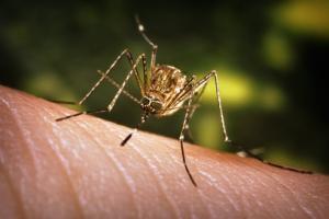 Il virus West Nile uccide un 70enne