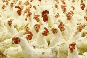 Si riaccende l'allarme aviaria