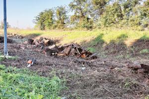 “Più rispetto per alberi e uccelli”