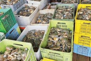 Granchi, è partito lo smaltimento