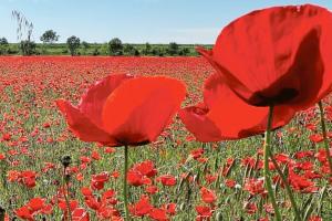 Uno sterminato campo di papaveri nel Delta