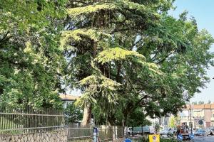 Potature acrobatiche ai giardini