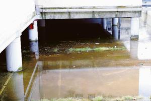 Pastiglie antilarvali gratis ai cittadini: parte così la guerra alle zanzare