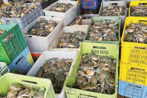 Granchio blu, 92 tonnellate rimosse