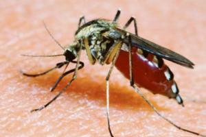 Scatta il piano anti zanzare