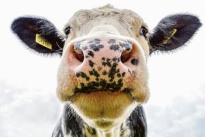 Affrontare la sfida dell’antibiotico-resistenza