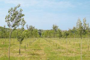 Alberi gratis per l’ambiente