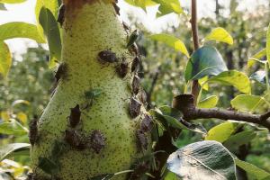 Insetti killer, danni all’agricoltura