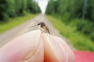 West Nile, colpo di coda autunnale