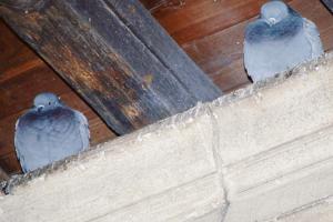 Rotonda imbrattata dai piccioni