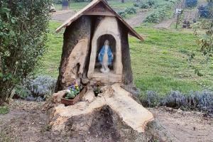 Da albero a nuova “casa”