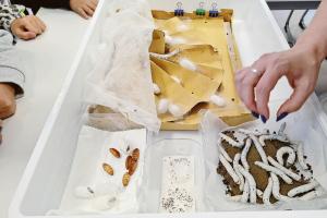 Dal baco al gelso, si celebra l’albero