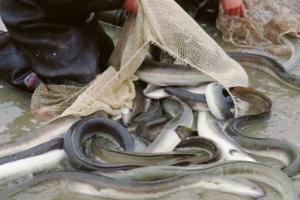 In campo per proteggere l’anguilla