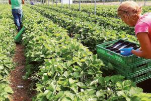 Agricoltura in braccia immigrate