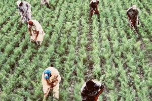 Intesa contro il caporalato nei campi