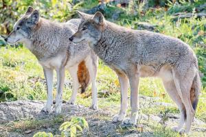 “Lupi, serve un incontro pubblico”