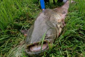 Un siluro enorme nell’Adigetto