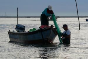 La tecnologia batte il granchio blu: la soluzione