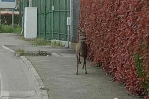 Un capriolo avvistato in Tassina