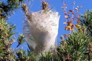 E' già allarme processionaria