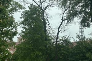 Dopo i controlli due alberi morti