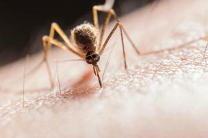 Dichiarata la guerra alle zanzare
