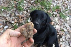 I maghi della caccia al tartufo