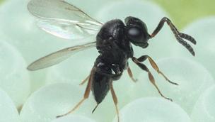 Da gioved&igrave; sar&agrave; liberato un esercito di 35mila vespe samurai per combattere la cimice