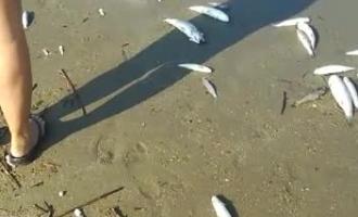 Pesci morti per chilometri lungo la spiaggia