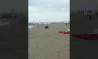Cinghiale giocherellone avvistato lungo la spiaggia. 