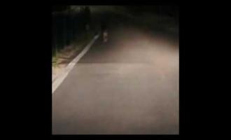 Cinghiali a due passi dall'Adige