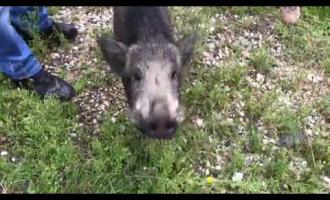 Cinghiale a spasso per le vie della citt&agrave;.