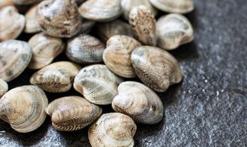 "Salve le vongole, grazie alla lotta del Pd"